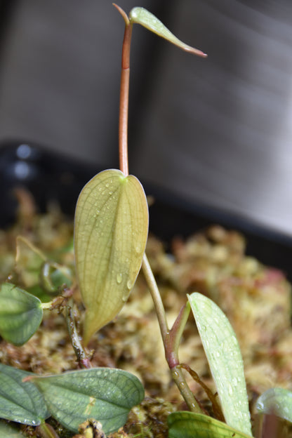 Philodendron Burle marx fantasy