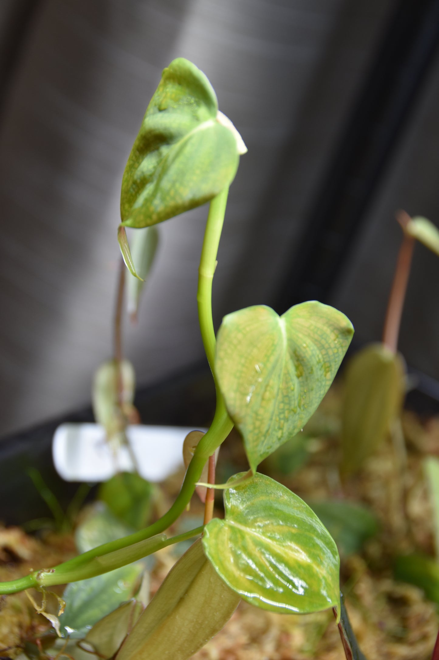 Philodendron hastatum blue
