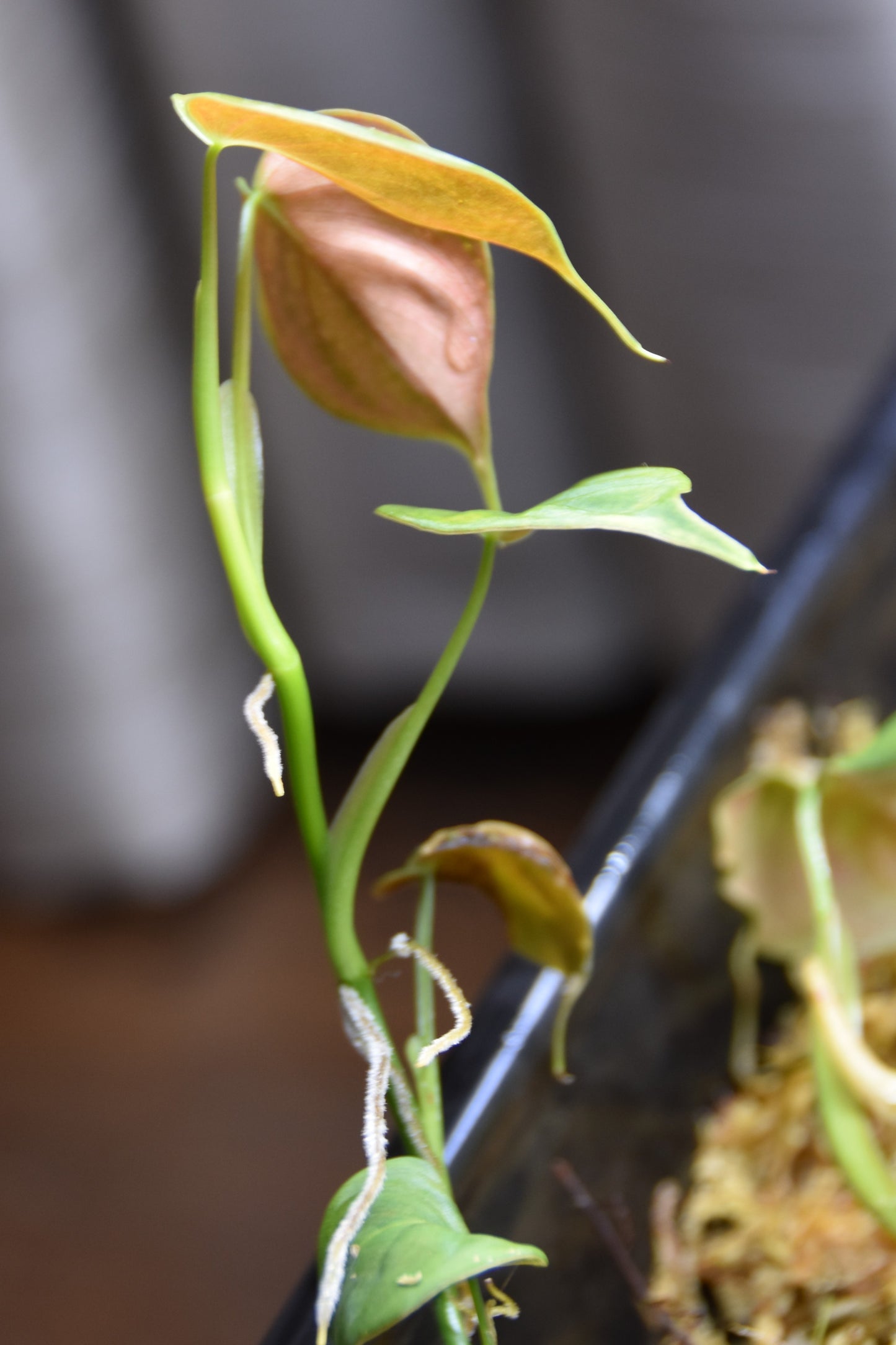 Philodendron hastatum blue