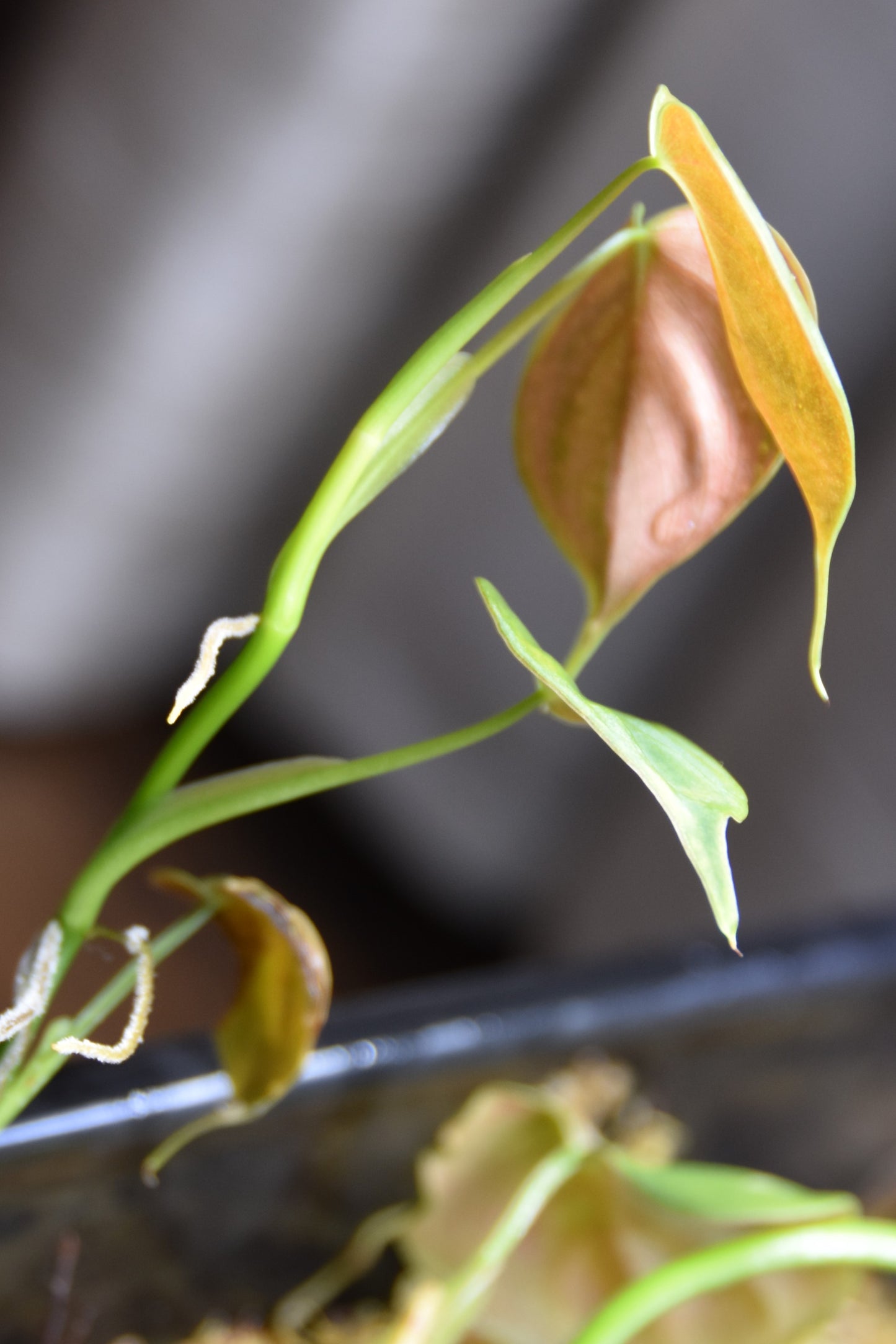 Philodendron hastatum blue