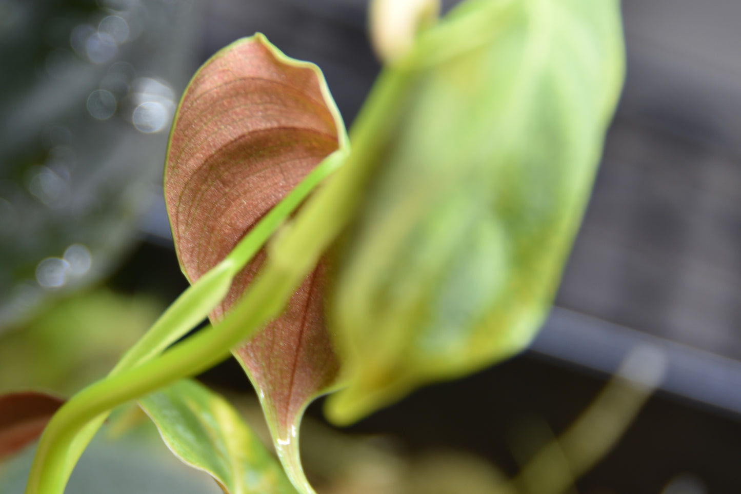 Philodendron hastatum blue