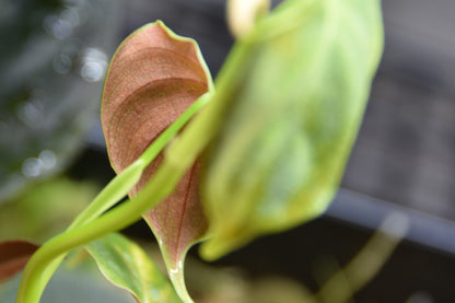 Philodendron hastatum blue