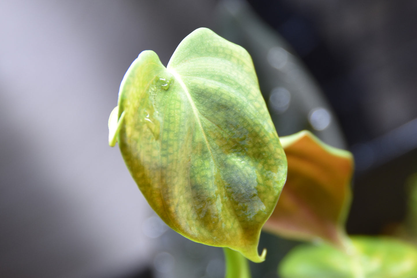 Philodendron hastatum blue