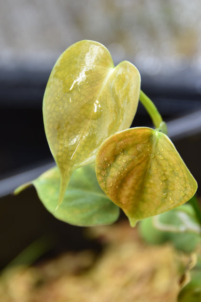 Philodendron hastatum blue