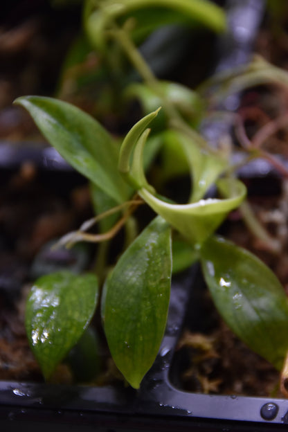 Philodendron sp "Droopy"
