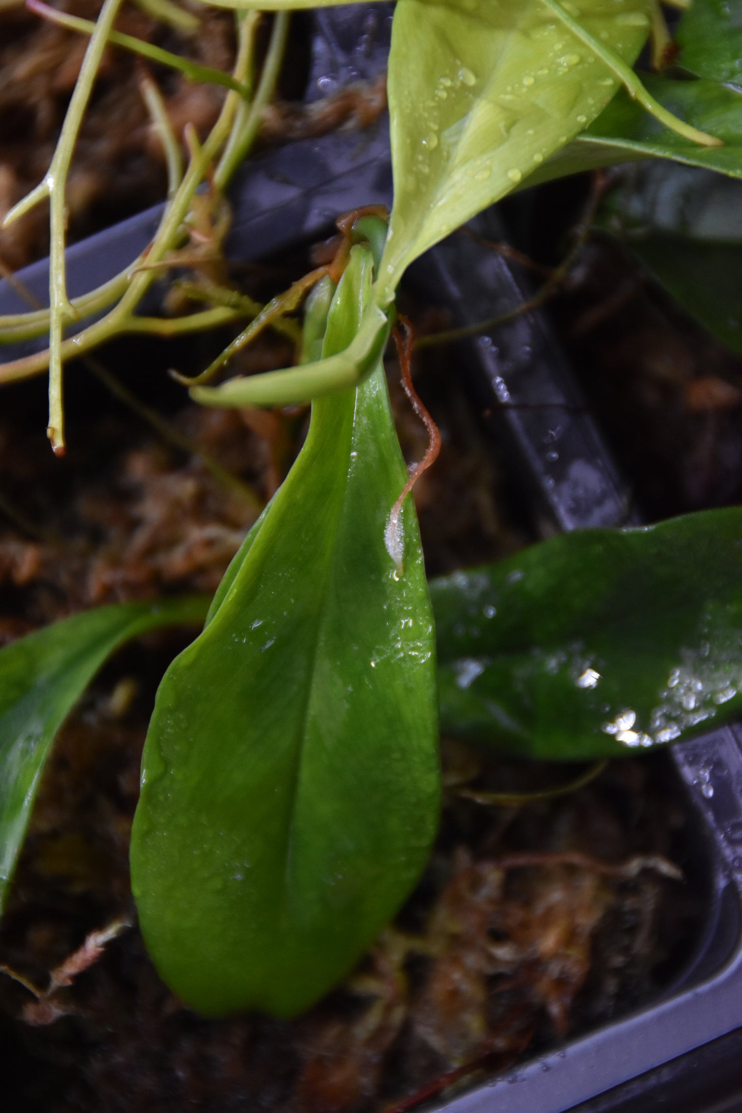 Philodendron sp "Droopy"