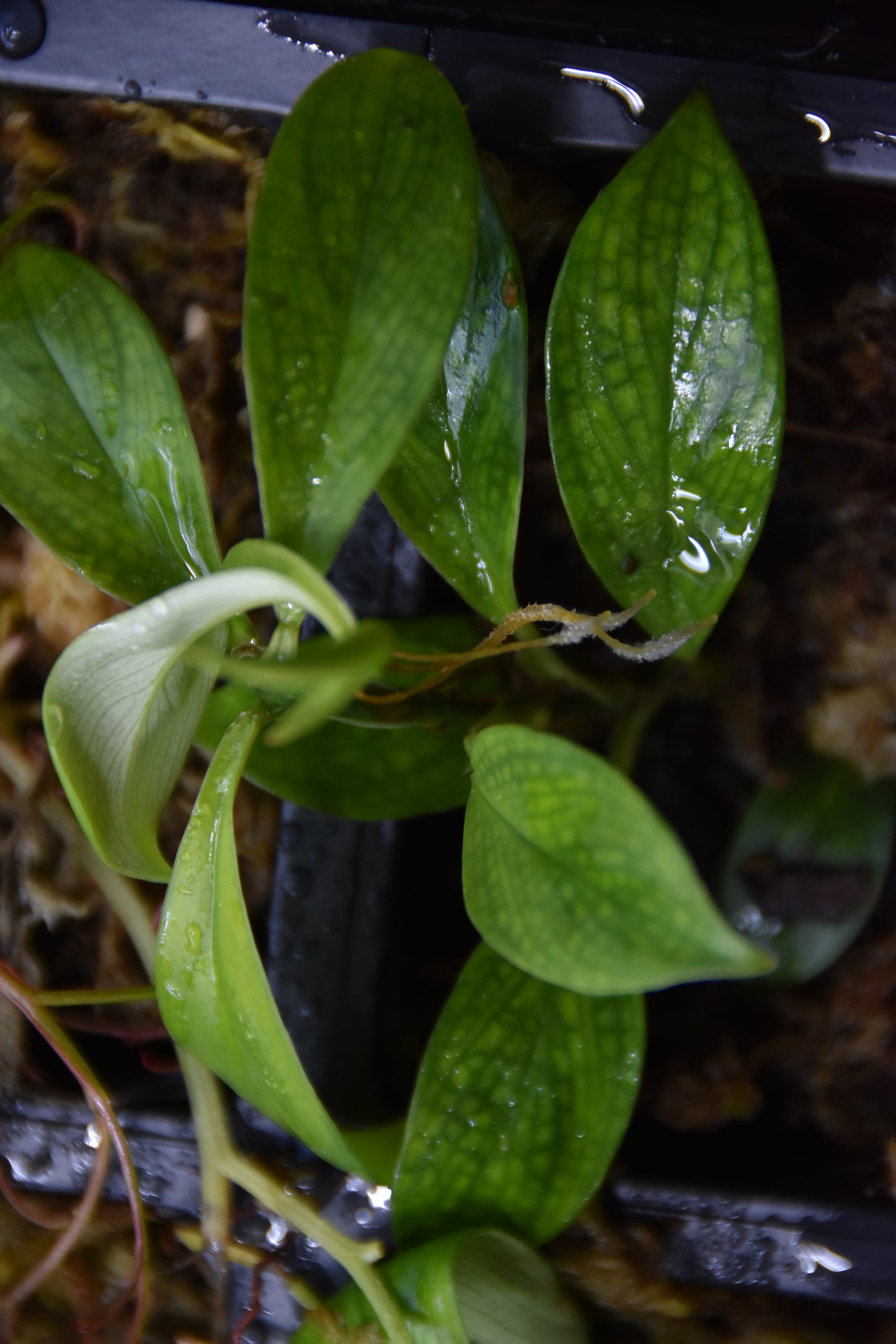 Philodendron sp "Droopy"