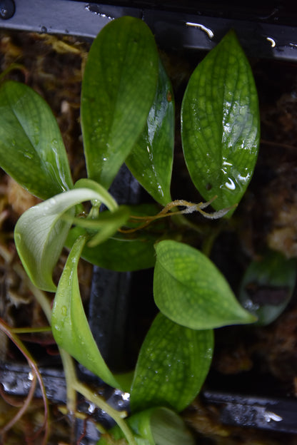 Philodendron sp "Droopy"