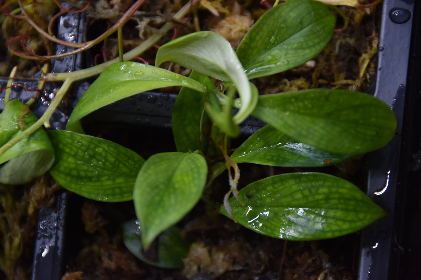 Philodendron sp "Droopy"