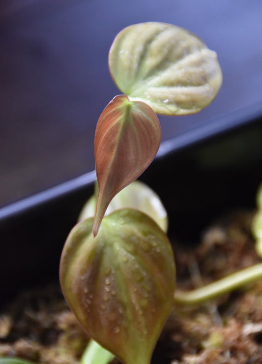 Philodendron camposportoanm