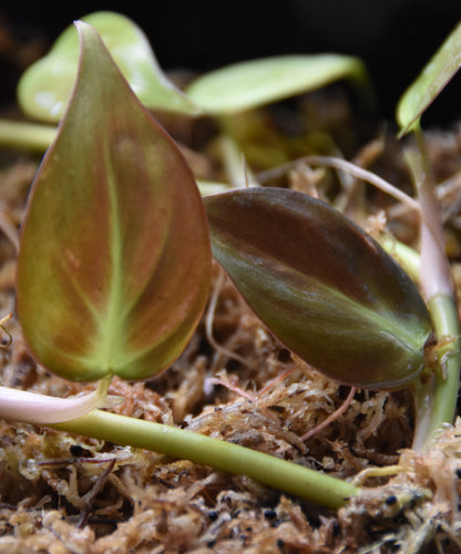 Philodendron camposportoanm