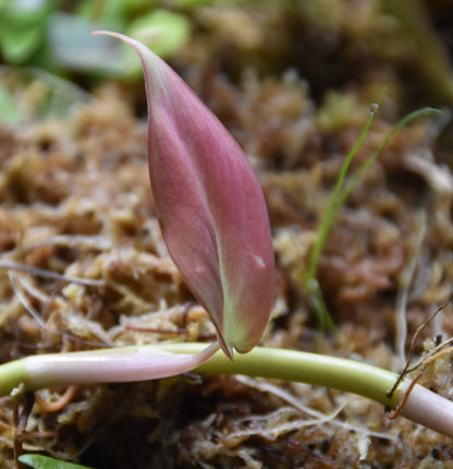 Philodendron camposportoanm