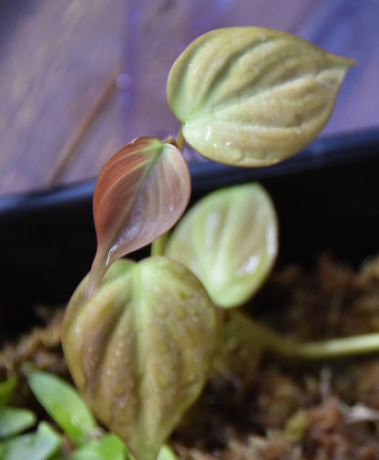 Philodendron camposportoanm