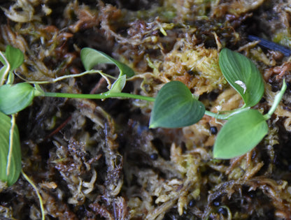 Philodendron sp "Condor Mini"
