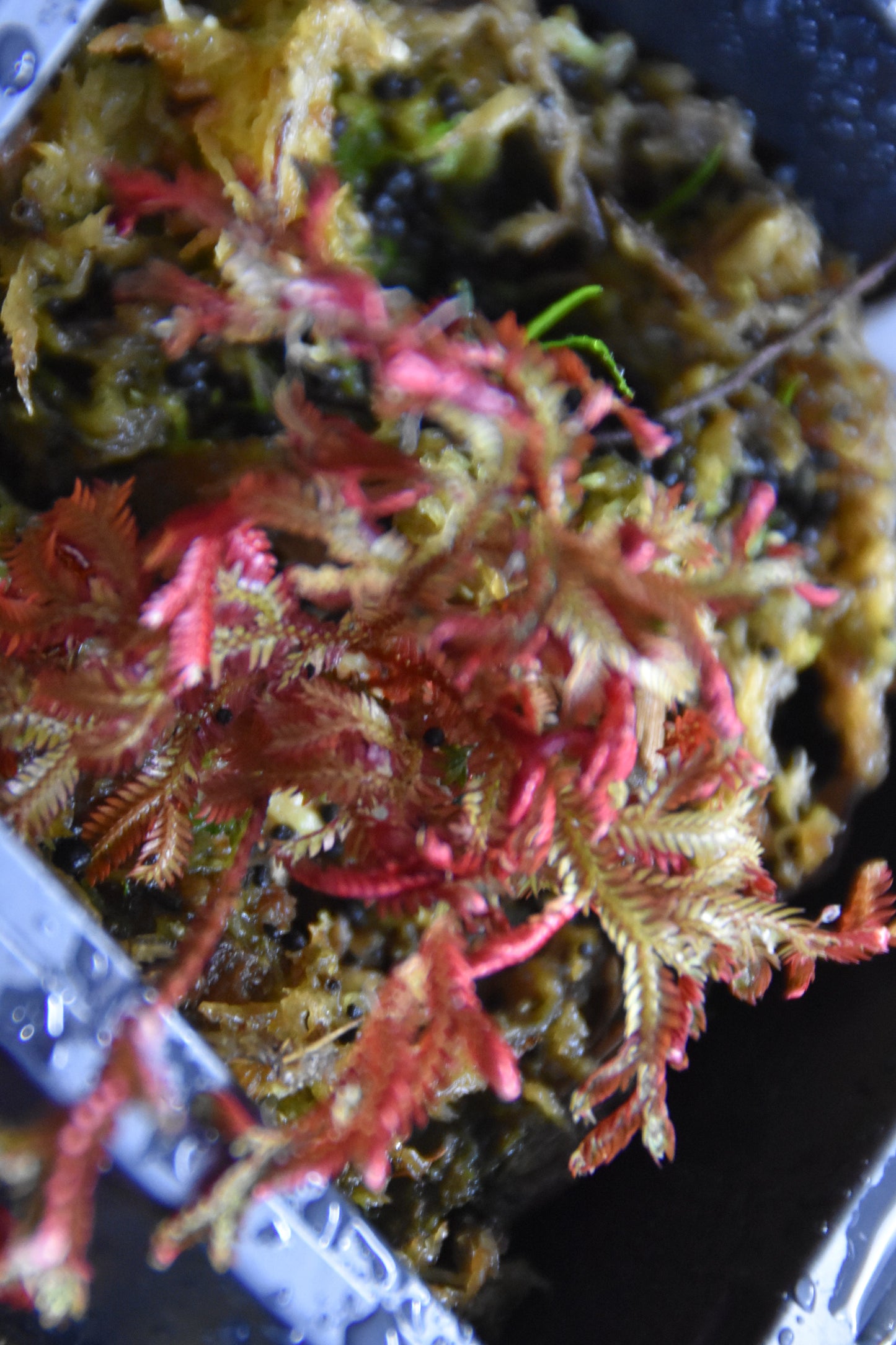 Selaginella  erythropus "Ruby Red"