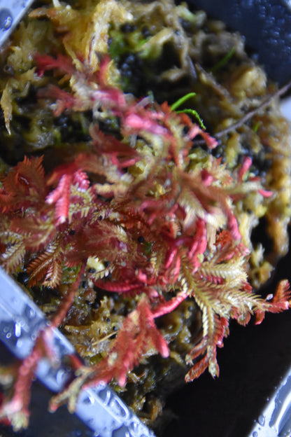 Selaginella  erythropus "Ruby Red"