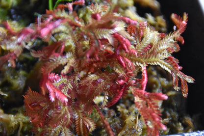 Selaginella  erythropus "Ruby Red"