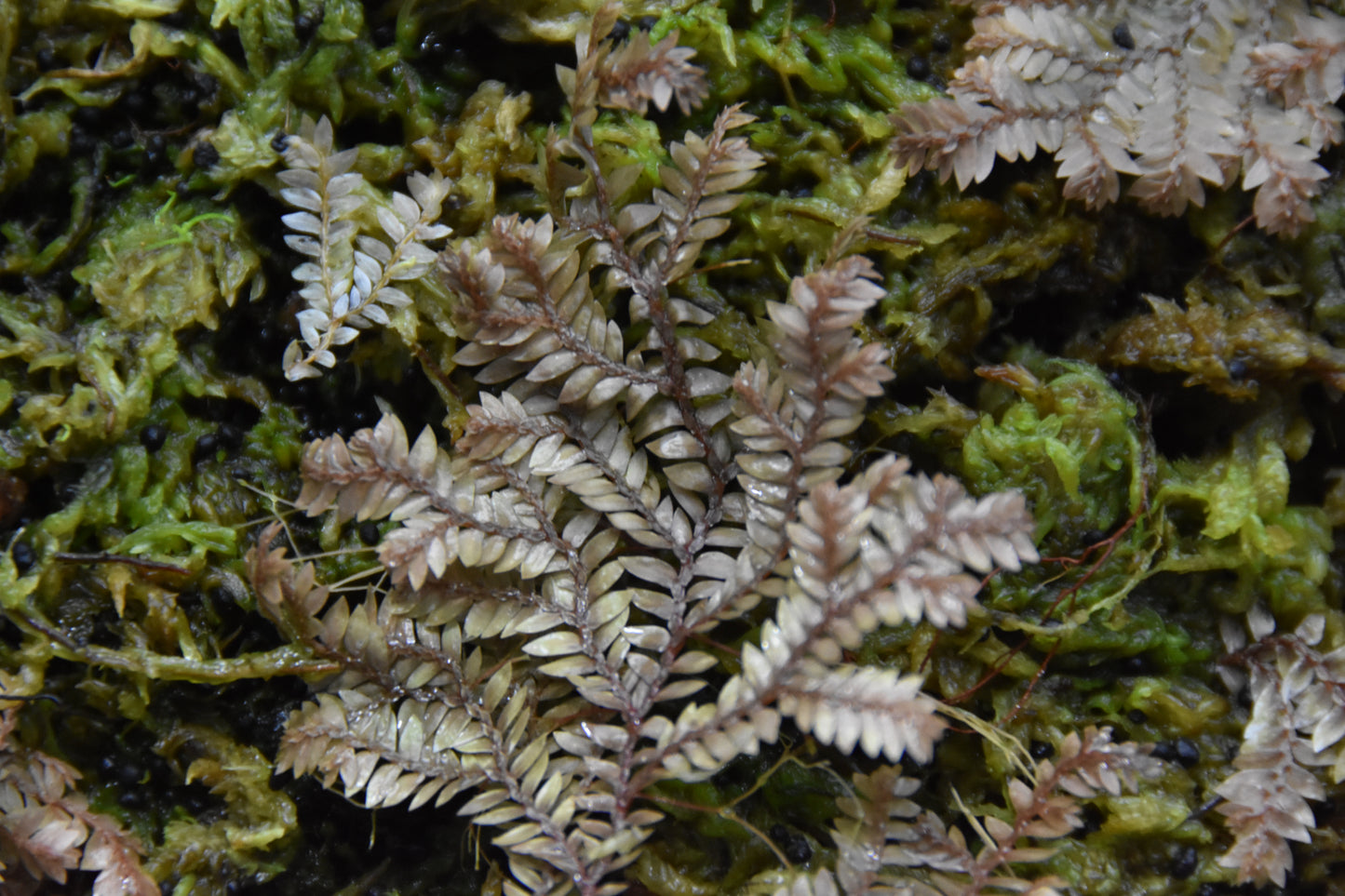 Selaginella sp. "Bronze" (Club Moss)