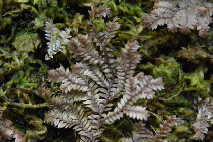 Selaginella sp. "Bronze" (Club Moss)