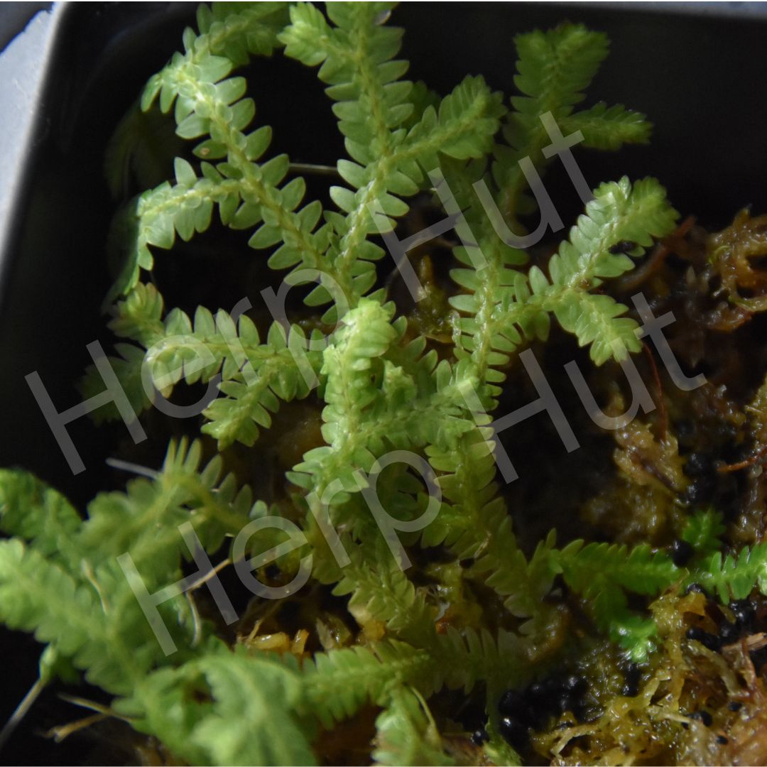 Selaginella sp. "Tarapoto" (Club Moss)