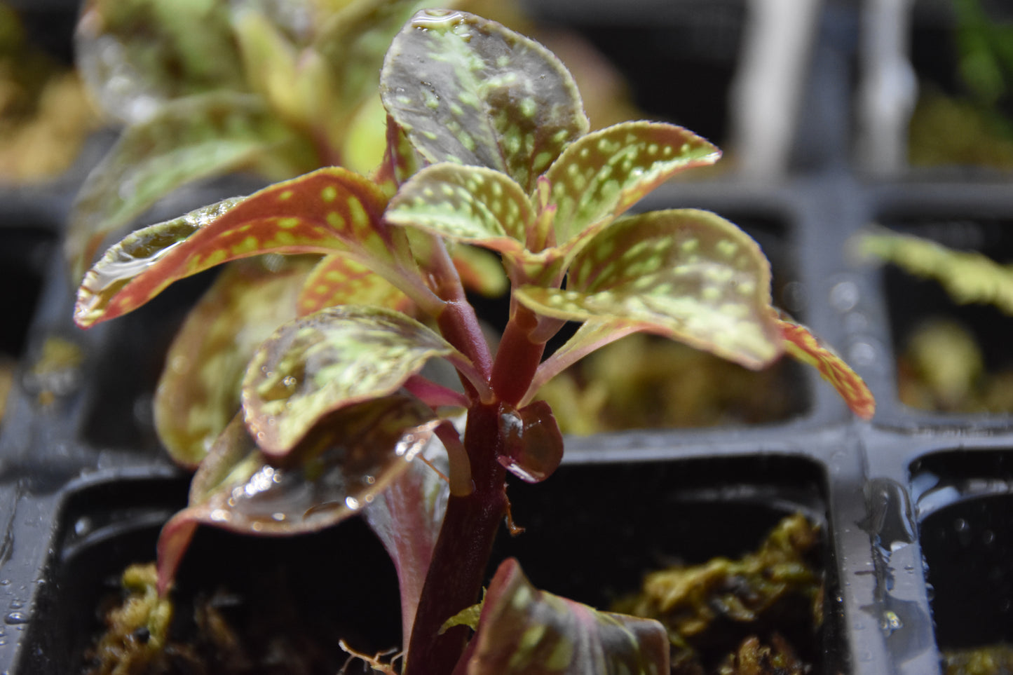 Soneralia Cantonensis