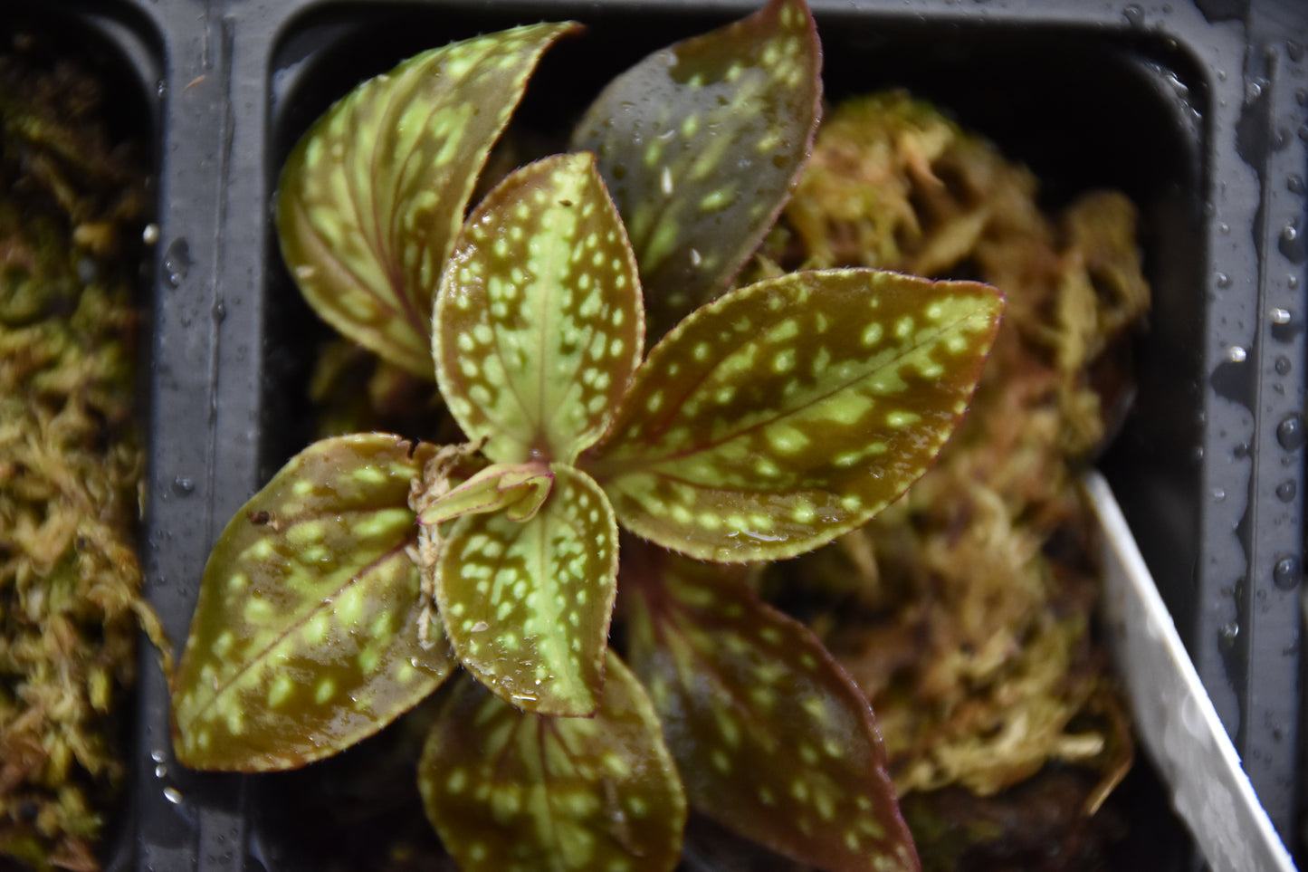 Soneralia Cantonensis