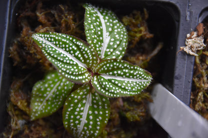 Soneralia sp. (white spots)