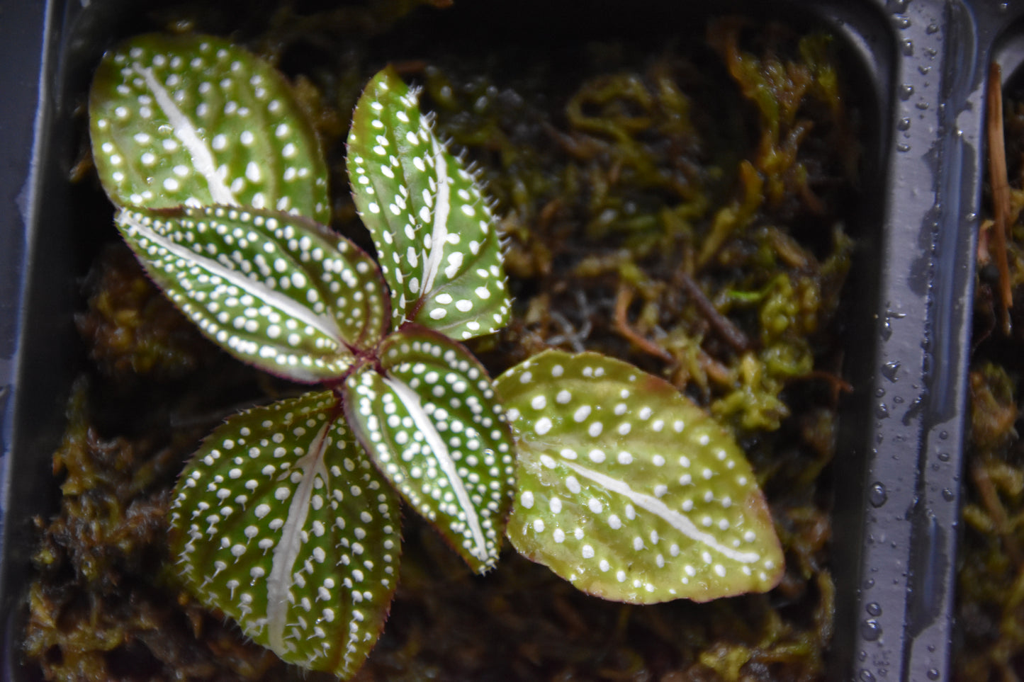 Soneralia sp. (white spots)