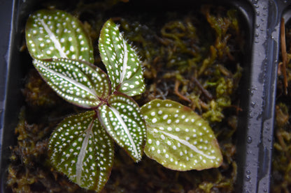 Soneralia sp. (white spots)
