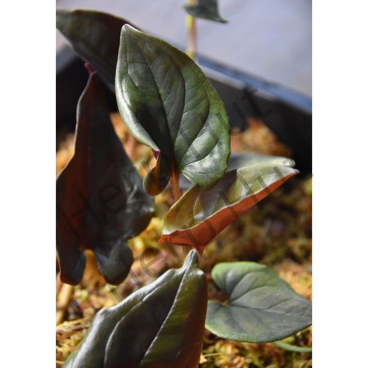 Syngonium Erthrophyllum