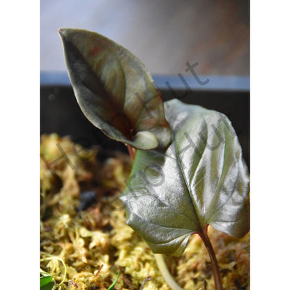 Syngonium Erthrophyllum