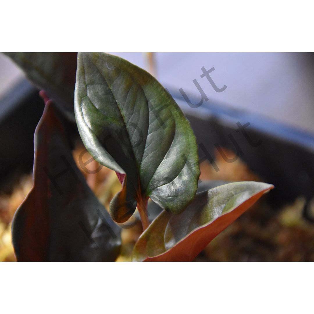 Syngonium Erthrophyllum