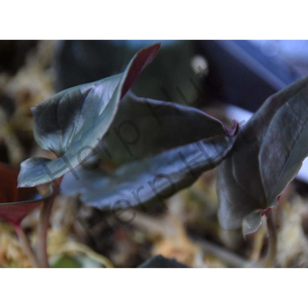 Syngonium Erthrophyllum