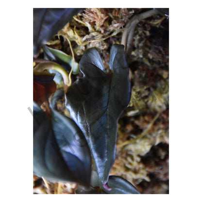 Syngonium Erthrophyllum