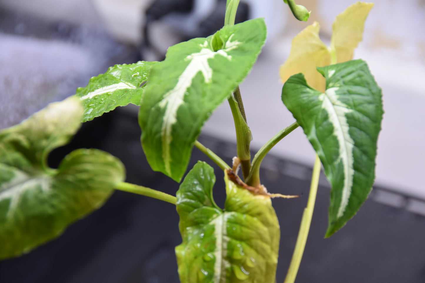 Syngonium rayii (tall white)