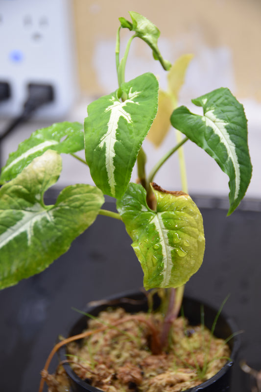 Syngonium rayii (tall white)