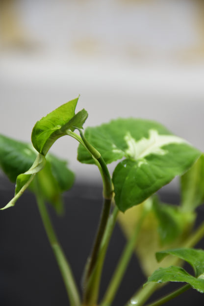 Syngonium rayii (tall white)