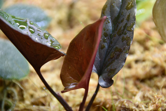 Syngonium erythrophyllum Llano-cart road