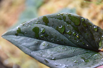 Syngonium erythrophyllum Llano-cart road