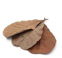 Casho Leaves
