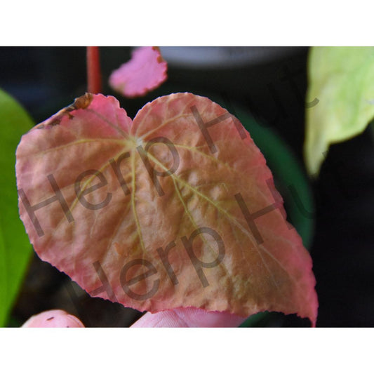 Begonia black darthvaderiana hybrid