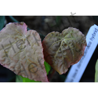 Begonia black darthvaderiana hybrid