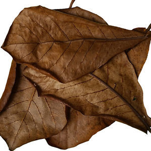 Indian Almond Leaves