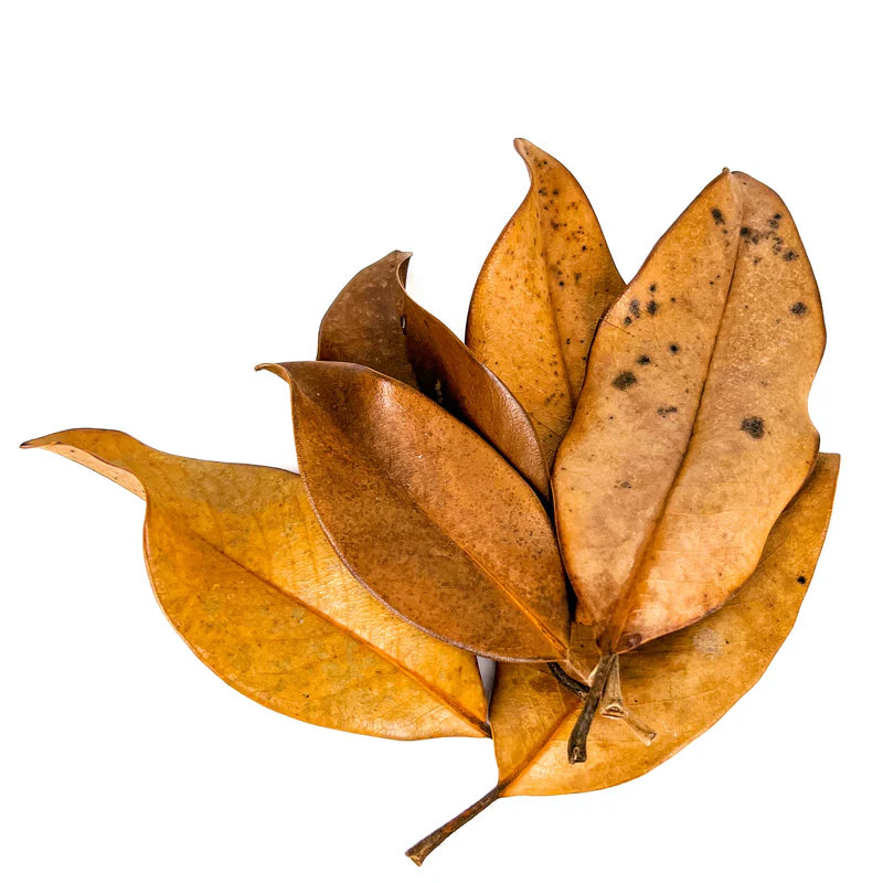 Magnolia Leaf Litter