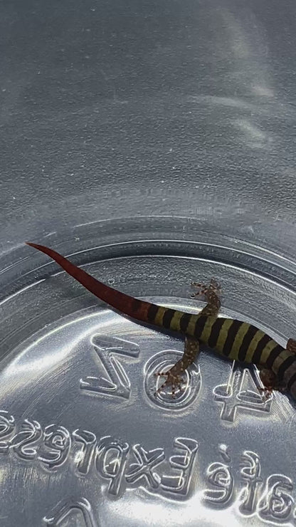 Elegans (Sphaerdactylus Elegans)