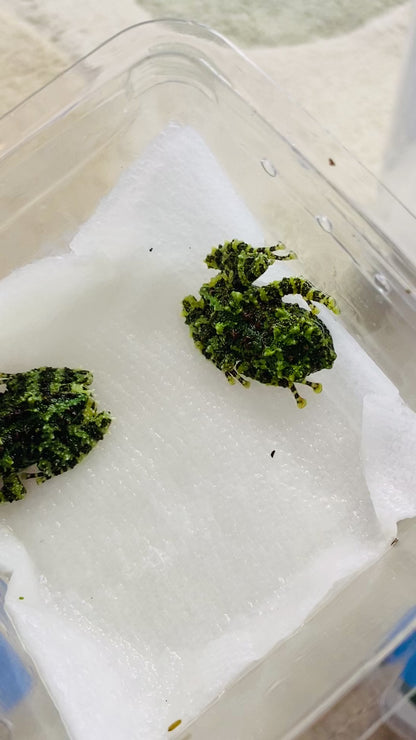 CB Vietnamese Mossy Froglets (Theloderma Cortical)