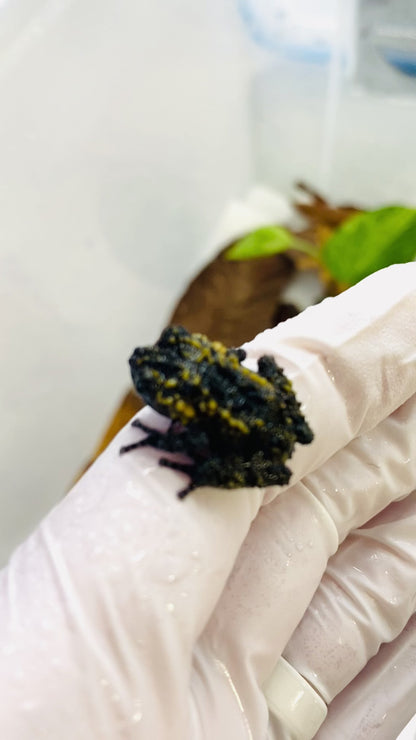 CB Lava Mossy Froglets (Theloderma Gordoni)