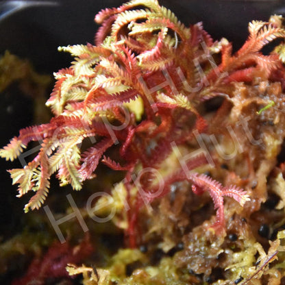 Selaginella  erythropus "Ruby Red"