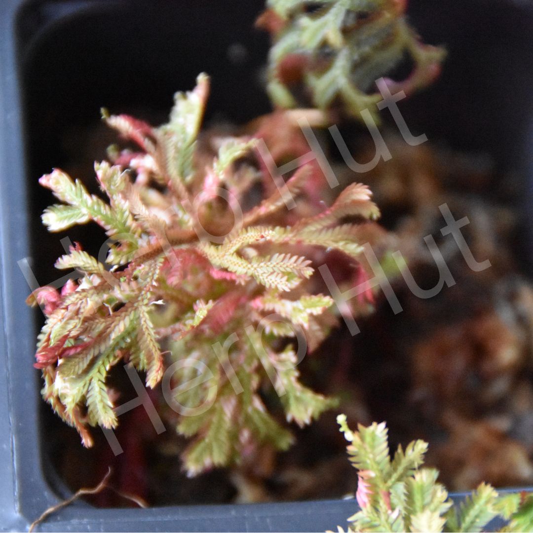 Selaginella  erythropus "Ruby Red"